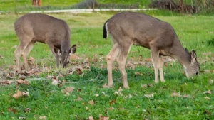 Read more about the article Protect Your Garden from Deer